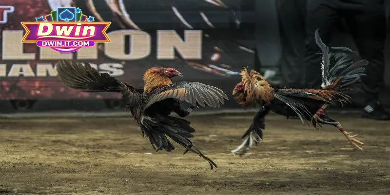 Cách Chơi Đá Gà Online DWIN - Mẹo Thắng Cược Hiệu Quả 2 Chia sẻ cách chơi đá gà online DWIN cho thành viên mới