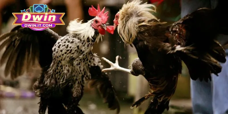 Cách Chơi Đá Gà Online DWIN - Mẹo Thắng Cược Hiệu Quả 3 Mẹo chơi đá gà online từ cao thủ tăng tỷ lệ thắng hiệu quả