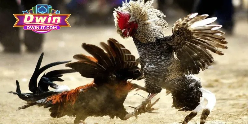 Các hình thức chọi gà tại DWIN được nhiều người yêu thích