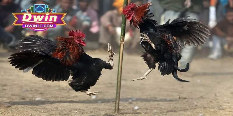 Tính năng thú vị mà hội viên được trải nghiệm ở chọi gà DWIN