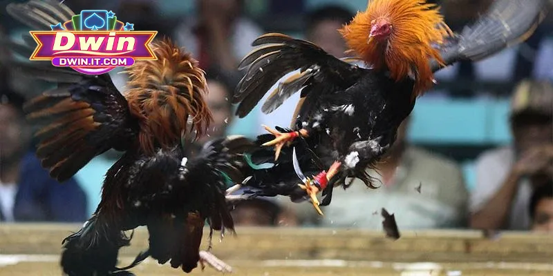 Đá Gà Thomo DWIN - Cá Cược Đỉnh Cao, Đá Gà Chuyên Nghiệp 1 Khái quát một vài thông tin cơ bản về đá gà Thomo DWIN
