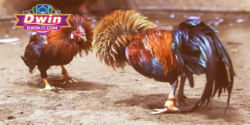 Đá Gà Thomo DWIN - Cá Cược Đỉnh Cao, Đá Gà Chuyên Nghiệp 2 Hướng dẫn luật chơi chọi gà Thomo chuẩn cho tân binh